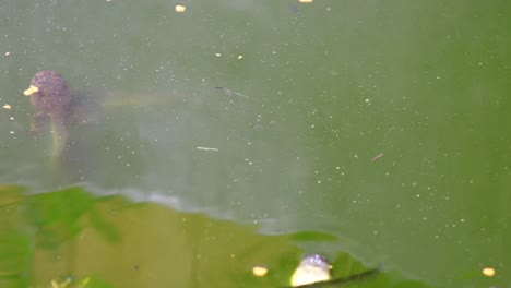 Statische-Aufnahme-Von-Grünen-Froschkaulquappen,-Die-An-Der-Oberfläche-Fressen