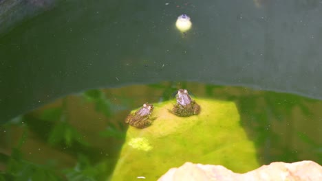 Static-video-of-2-juvenile-green-frogs-on-rocks-and-a-tadpole