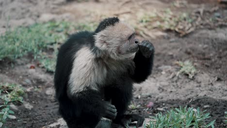 Un-Mono-Capuchino-Adulto-Sentado-En-El-Suelo-Descansando-Después-De-Comer-Y-Rascarse-La-Cola