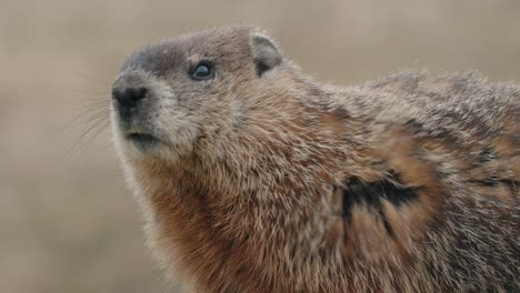 Wild-Marmot-In-Its-Natural-Environment---close-up