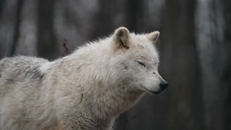 An-Omega-Wolf-Standing-In-The-Forest---close-up