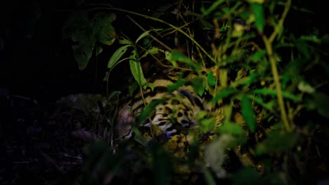 Eating-something-on-the-forest-floor-as-the-camera-follows-with-a-light-flashed-carefully-not-to-cause-stress,-Leopard-Cat,-Prionailurus-bengalensis,-Thailand
