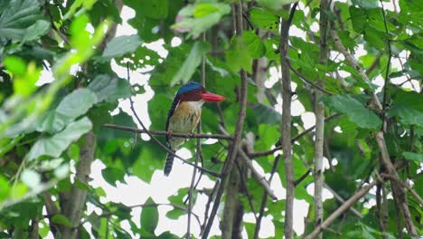 A-male-seen-perched-on-a-small-branch-cleaning-its-bill-on-the-twig,-Banded-Kingfisher-Lacedo-pulchella,-Kaeng-Krachan-National-Park,-Thailand