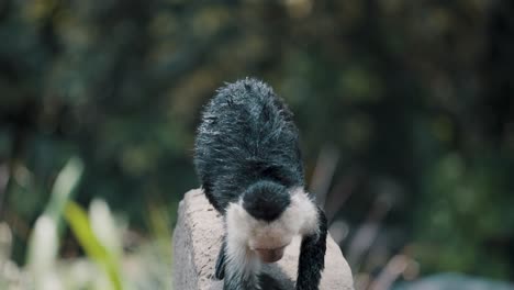 Lindo-Mono-Capuchino-Joven-Lamiendo-Su-Brazo-Y-Descendiendo-De-Un-Poste-De-Hormigón-En-El-Zoológico