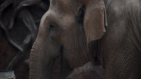 Primer-Plano-Cara-Vista-Lateral-Retrato-De-Un-Elefante-Asiático-En-Un-Parque-Zoológico