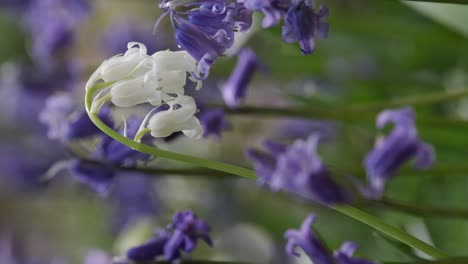 Wilde-Weiße-Glockenblumen-Auf-Dem-Waldboden-Inmitten-Eines-Blauen-Meeres,-England,-Großbritannien
