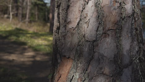 Slow-panning-closeup-of-the-bark-of-a-majestic-pine-tree-in-the-forest