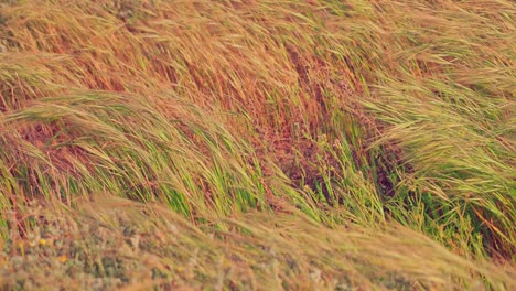 Field-of-dry-grass-sway-in-the-wind-in-slow-motion