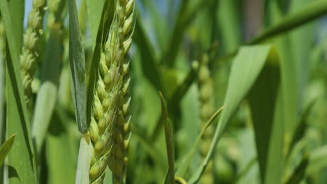 Close-up-ear-of-green-wheat-with-depth-of-field-Copy-space,-patern,-template,-wallpaper,-canva