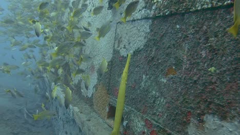 yellow-trumpet-fish-and-snappers-next-to-a-sunken-wreck