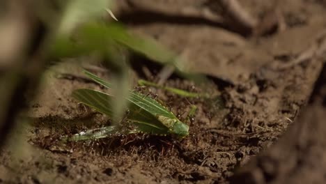 Swarm-of-army-ants-attack,-kill-cricket-in-Amazon-jungle