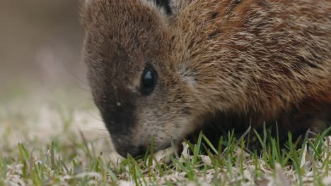 Close-Up-Of-Quebec-Marmot-Feeding-On-The-Grass