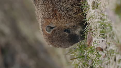 Vertical-Shot-Of-Marmot-Eating-On-The-Ground