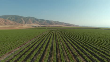 Endlose-Felder-Mit-Bewässerten-Feldfrüchten,-Die-Im-Rauen-Klima-Der-Mojave-Wüste-In-Geraden-Reihen-Wachsen---Luftüberführung