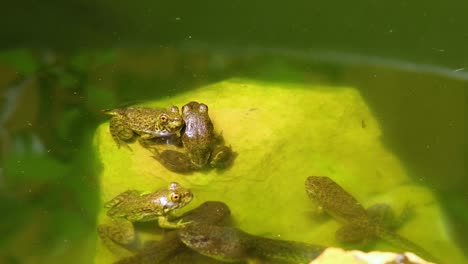 Static-video-of-juvenile-green-frogs-on-rocks