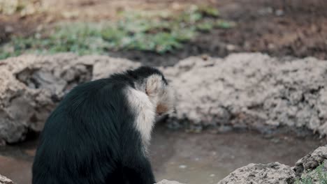 Mono-Capuchino-Comiendo-Cerca-De-Un-Estanque-En-El-Bosque