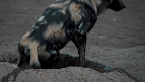Gefährdeter-Afrikanischer-Wildhund,-Der-Mit-Herde-Aus-Dem-Wasserloch-Aufsteht