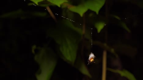 Orb-weaver-Spider-spins-egg-sac-hanging-from-silk-thread,-Tambopata-National-Reserve