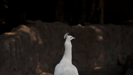 Portrait-Of-A-White-Peacock-On-Its-Natural-Habitat