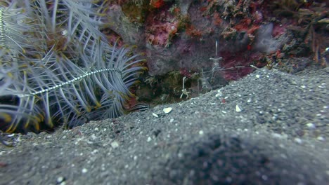 small-see-through-shrimp-feeding-under-a-coral