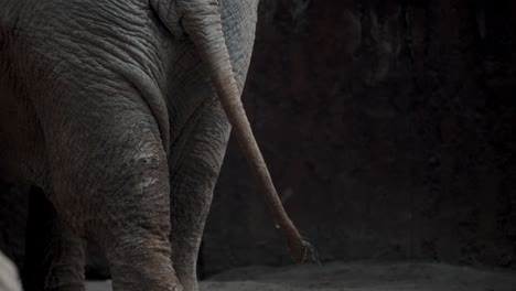 Schwanzwedeln-Und-Faltige-Haut-Des-Asiatischen-Elefanten-Im-Gehege-Im-Zoo