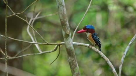 Ein-Männchen,-Das-Seinen-Kamm-öffnet,-Während-Es-Im-Wald-Nach-Links-Zeigt,-Gebänderter-Eisvogel-Lacedo-Pulchella,-Nationalpark-Kaeng-Krachan,-Thailand