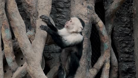 Capuchin-Monkey-Climbing-On-The-Vines.---tracking