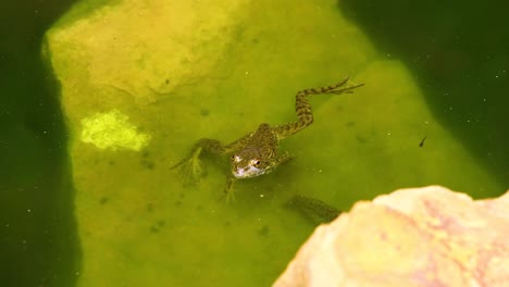 Statisches-Video-Eines-Jugendlichen-Grünen-Frosches-Auf-Einem-Felsen-Und-Davonschwimmend