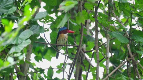 Facing-to-the-right-while-perched-deep-within-the-foliage,-Banded-Kingfisher-Lacedo-pulchella,-Kaeng-Krachan-National-Park,-Thailand