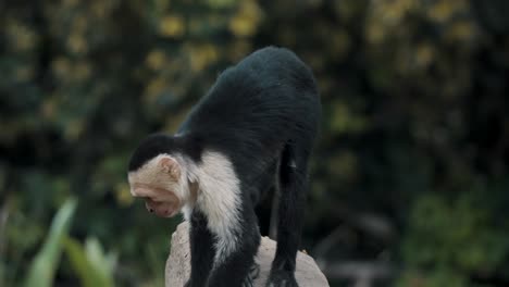 Cámara-Lenta-De-Un-Mono-Capuchino-Joven-En-La-Roca-Que-Mira-Alrededor-En-El-Bosque