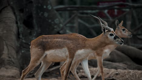 Male-Blackbuck-Walking-In-The-Forest-At-Daytime