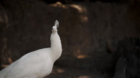 Beautiful-White-Feathered-Peacock-In-Shallow-Depth-Of-Field