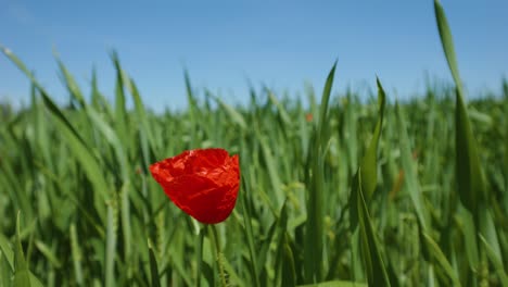 Schöne-Rote-Mohnblumen-In-Einem-Kultivierten-Exemplarbild-Der-Grünen-Wiese