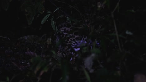 Visto-Dentro-De-La-Espesura-De-La-Jungla-Y-La-Noche-Moviéndose-Hacia-La-Derecha,-Gato-Leopardo,-Prionailurus-Bengalensis,-Tailandia