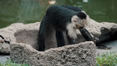 Cámara-Lenta-De-Un-Mono-Capuchino-Que-Sale-De-Un-Lavabo-De-Piedra-Junto-Al-Río