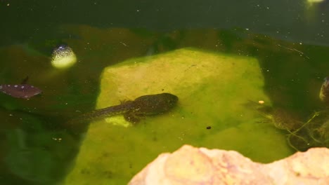 Static-shot-of-Green-Frog-Tadpoles-on-rocks