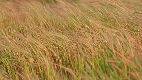 Close-up-of-grass-blowing-in-the-wind