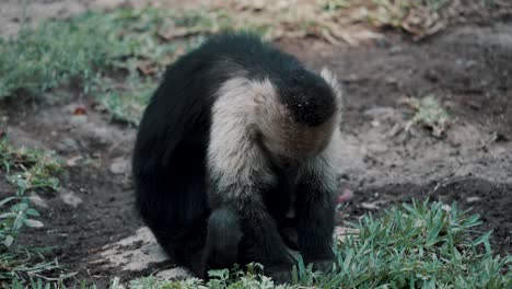 Viejo-Mono-Capuchino-Sentado-En-El-Suelo-Tirando-De-La-Hierba-En-Busca-De-Comida