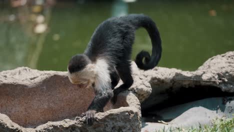 Mono-Capuchino-Joven-Dentro-Del-Agujero-De-La-Roca-En-Un-Día-Soleado