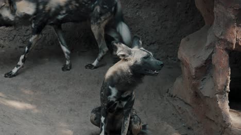 Perro-Salvaje-Africano-Sentado-En-El-Suelo-En-Una-Reserva-De-Caza-En-Sudáfrica