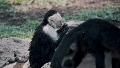Un-Joven-Mono-Capuchino-De-Cara-Blanca-Comiendo-Fruta-Y-Lavándose-Las-Manos-En-El-Estanque-Con-Otros-Dos-Monos-Adultos