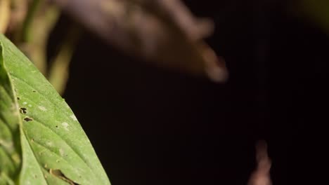 Kleine-Springende-Spinne-Springt-Vom-Dschungelblatt-Im-Tambopata-Nationalreservat,-Peru