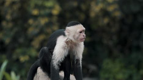 Mono-Capuchino-Sentado-En-La-Roca-Mientras-Se-Rasca-El-Brazo