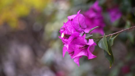 Close-up-bokeh-of-purple-flower-softly-waving-in-wind
