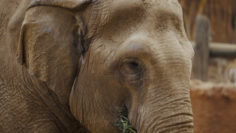 Nahaufnahme-Des-Gesichts-Eines-Asiatischen-Elefanten,-Der-Grünes-Gras-Isst