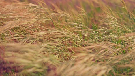 Close-up-of-dry-grass-blowing-in-the-wind