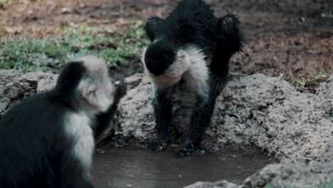 Monos-Capuchinos-Comiendo-Y-Lavando-Comida-En-Cuenca-De-Roca-Con-Agua-En-La-Selva-En-Costa-Rica