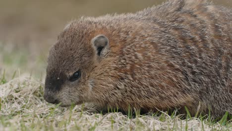 Marmot-Eating-On-The-Ground