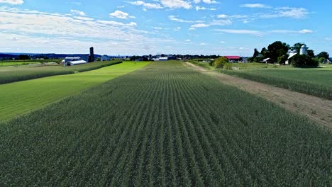 An-Aerial-View-of-Rows-of-Corn-Fields-and-Farmlands-Flying-low-to-the-Corn-on-a-Sunny-Summer-Day
