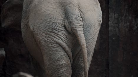 Rear-View-Of-An-Asian-Elephant-,-Also-Known-As-Asiatic-Elephant